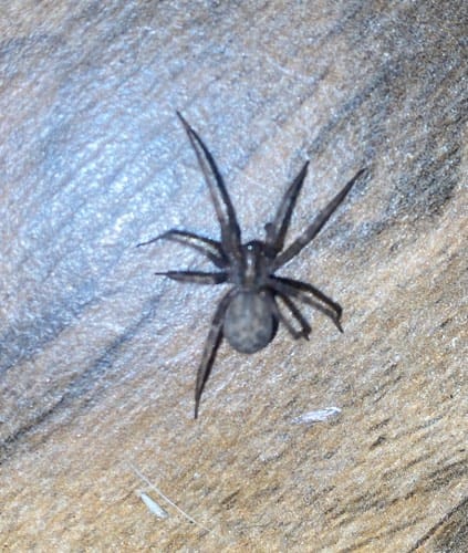 Araña del revestimiento común - Badumna insignis